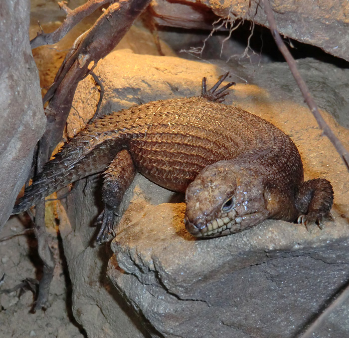 Stachelskink im Wuppertaler Zoo am 7. Februar 2012