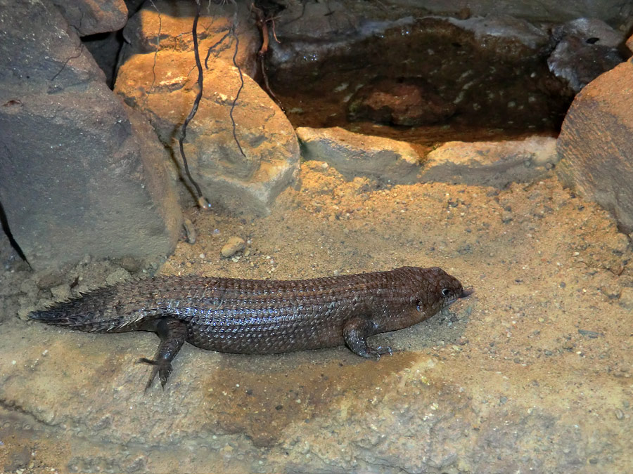 Stachelskink im Zoologischen Garten Wuppertal am 21. April 2012