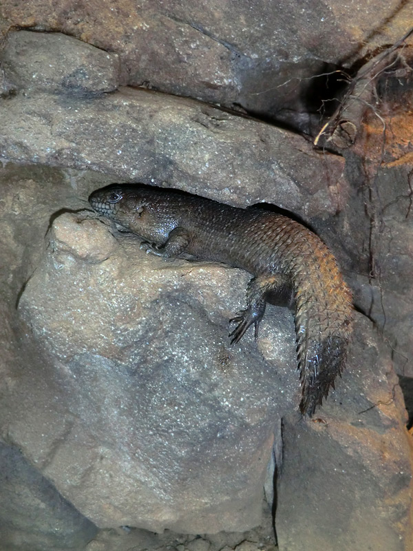 Stachelskink im Wuppertaler Zoo am 21. April 2012