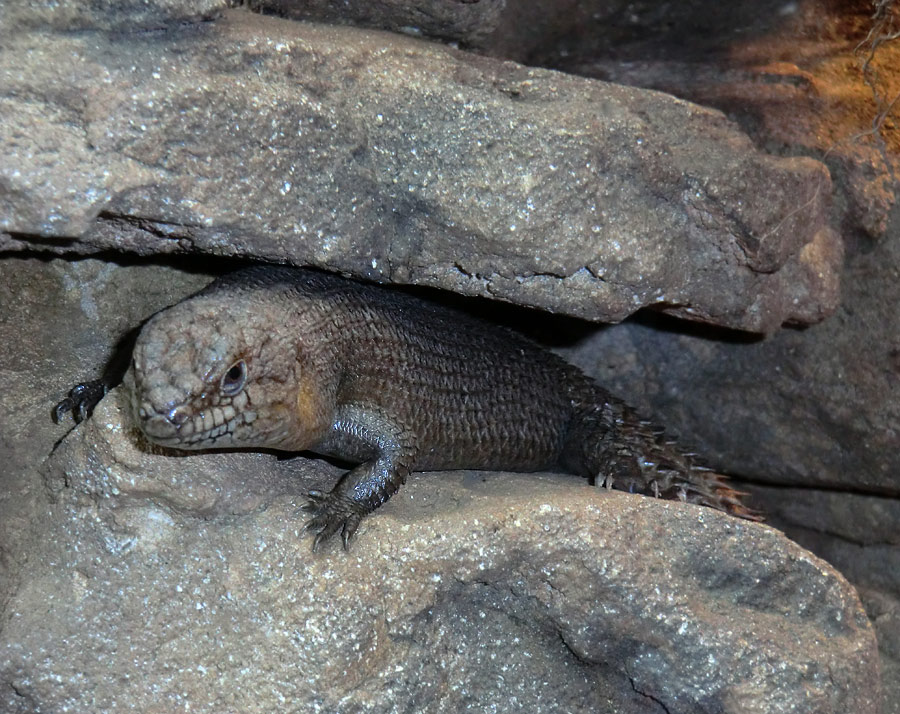 Stachelskink im Zoologischen Garten Wuppertal am 21. April 2012