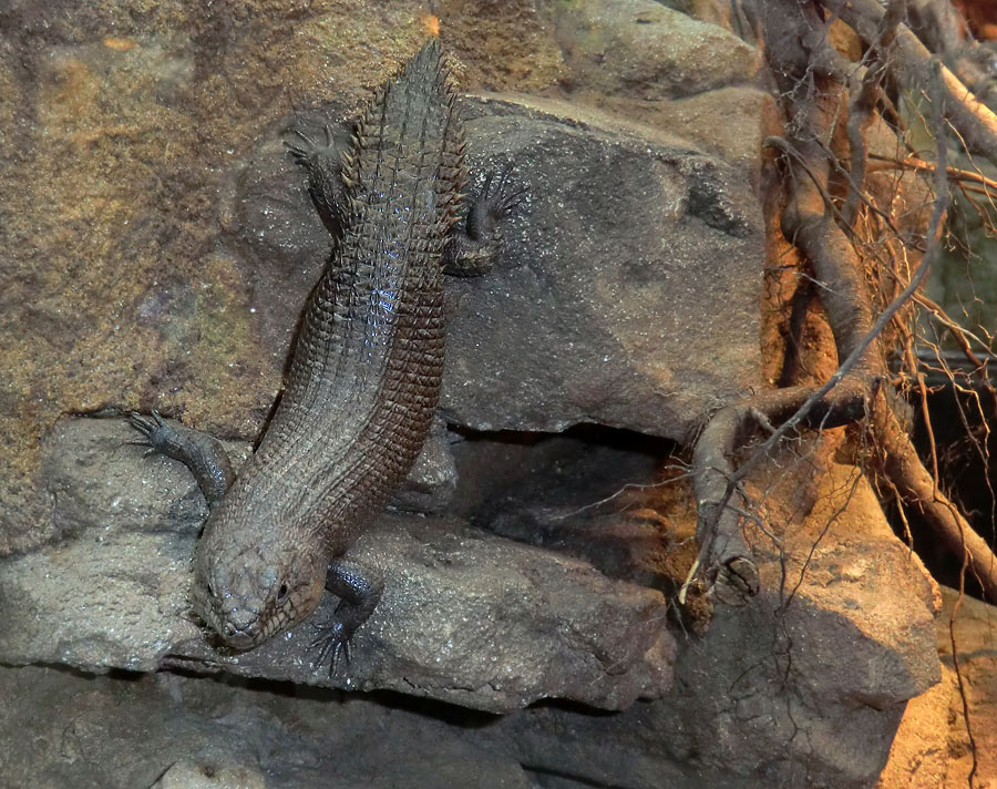 Stachelskink im Zoologischen Garten Wuppertal am 21. April 2012