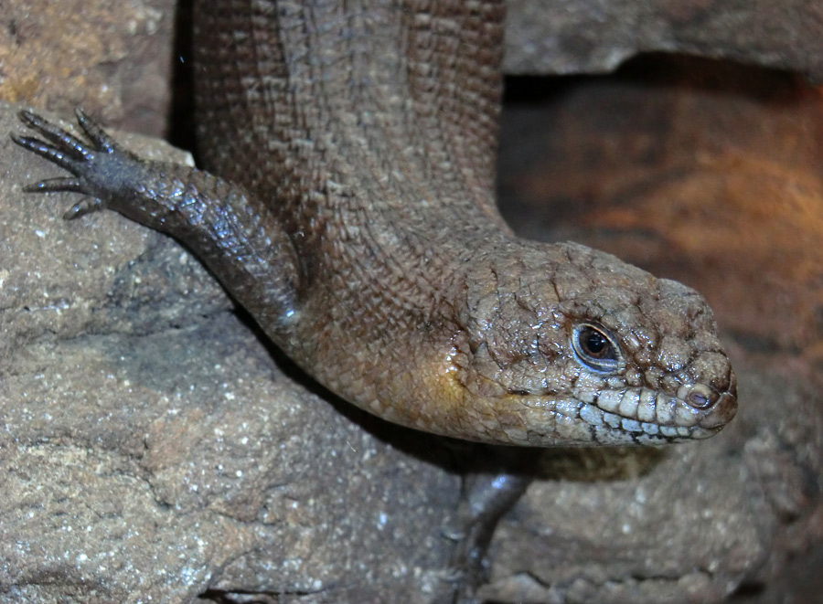 Stachelskink im Zoo Wuppertal am 21. April 2012