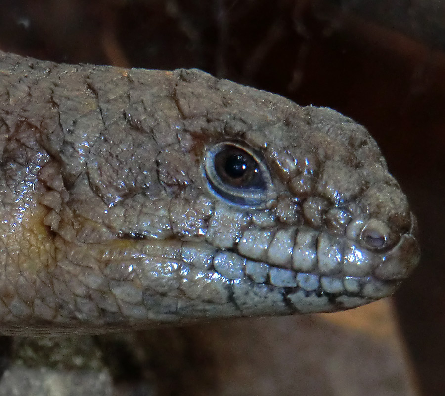 Stachelskink im Wuppertaler Zoo am 21. April 2012