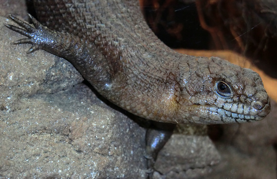 Stachelskink im Zoo Wuppertal am 21. April 2012