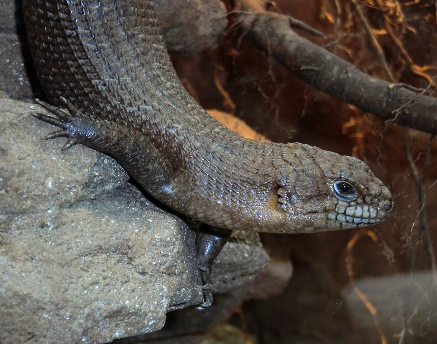 Stachelskink im Zoologischen Garten Wuppertal am 21. April 2012