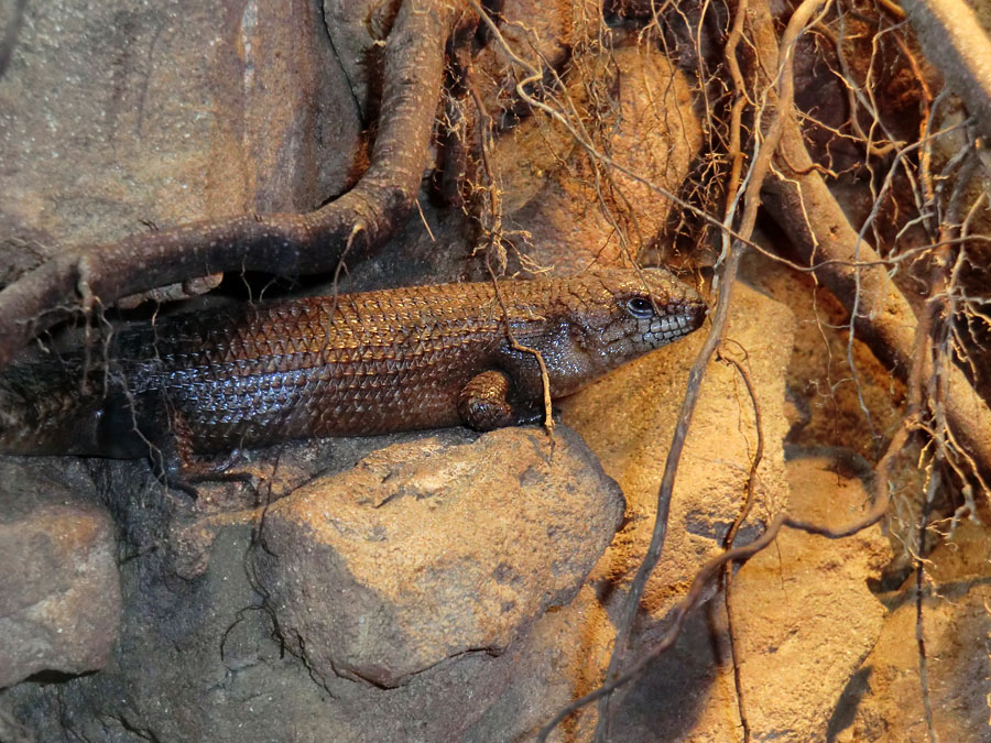 Stachelskink im Wuppertaler Zoo am 21. April 2012