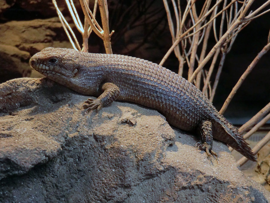 Stachelskink im Wuppertaler Zoo am 6. November 2012