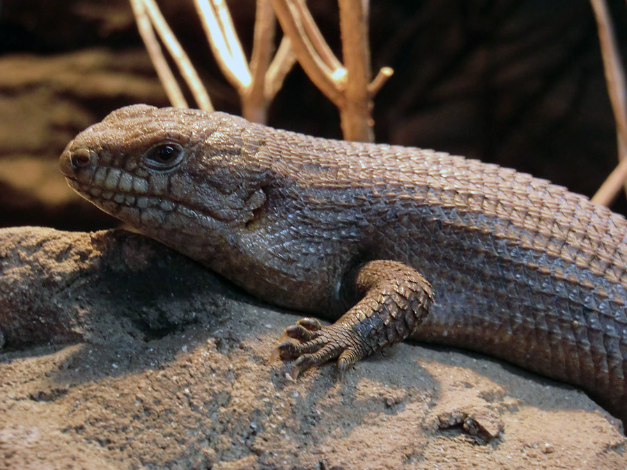 Stachelskink im Zoo Wuppertal am 6. November 2012