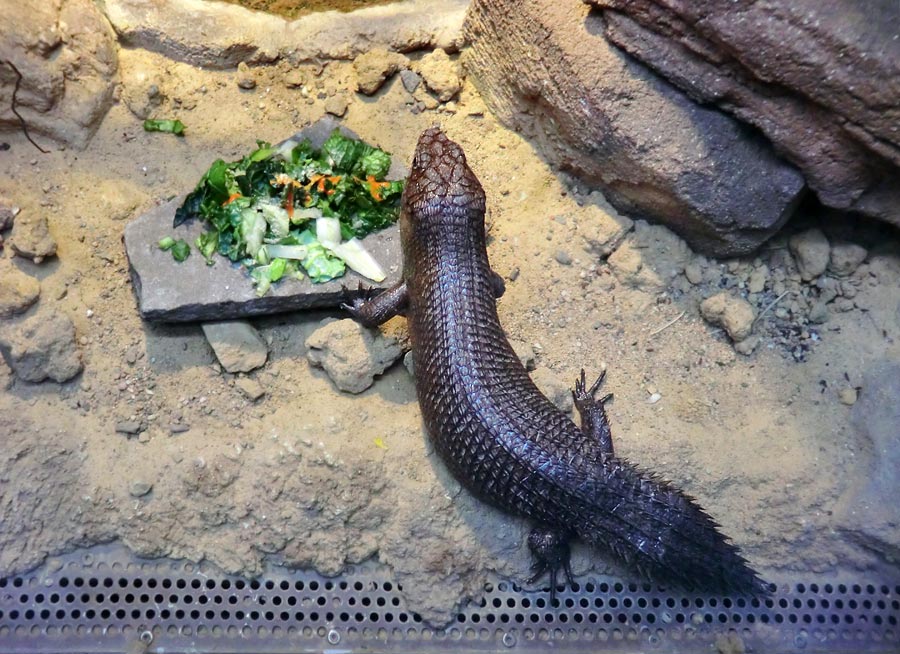 Stachelskink im Zoo Wuppertal im Dezember 2013