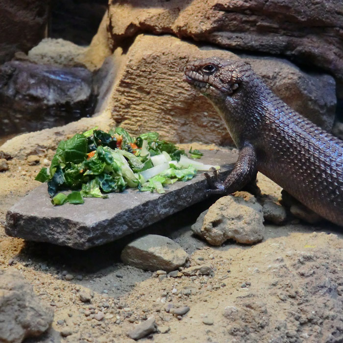 Stachelskink im Wuppertaler Zoo im Dezember 2013