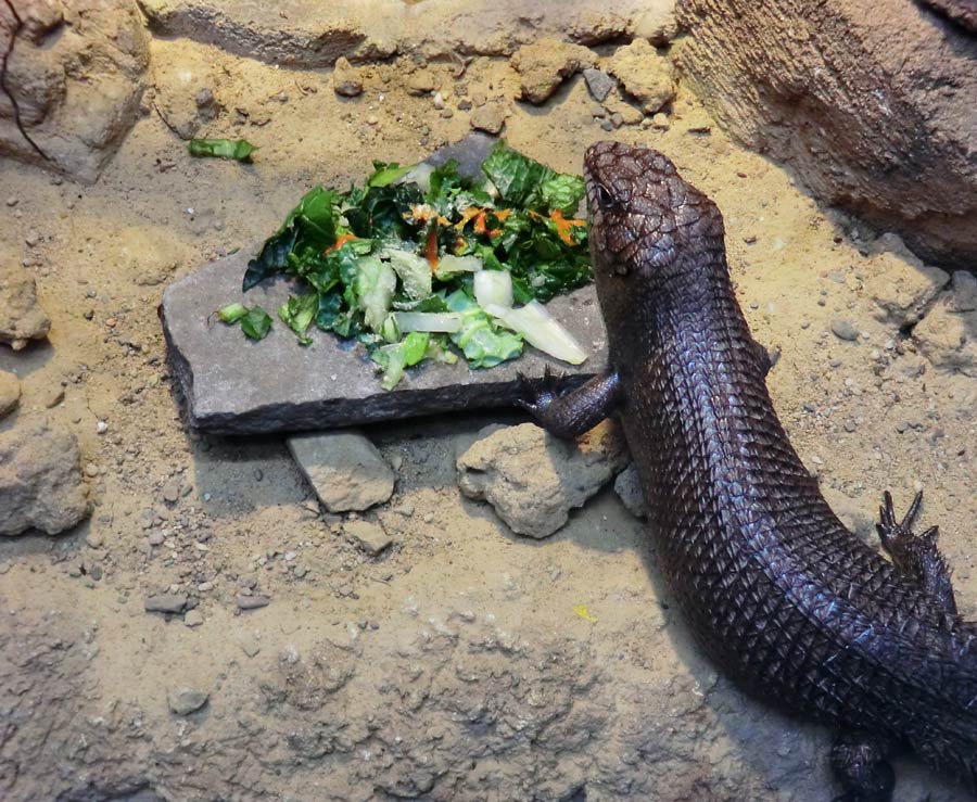 Stachelskink im Wuppertaler Zoo im Dezember 2013