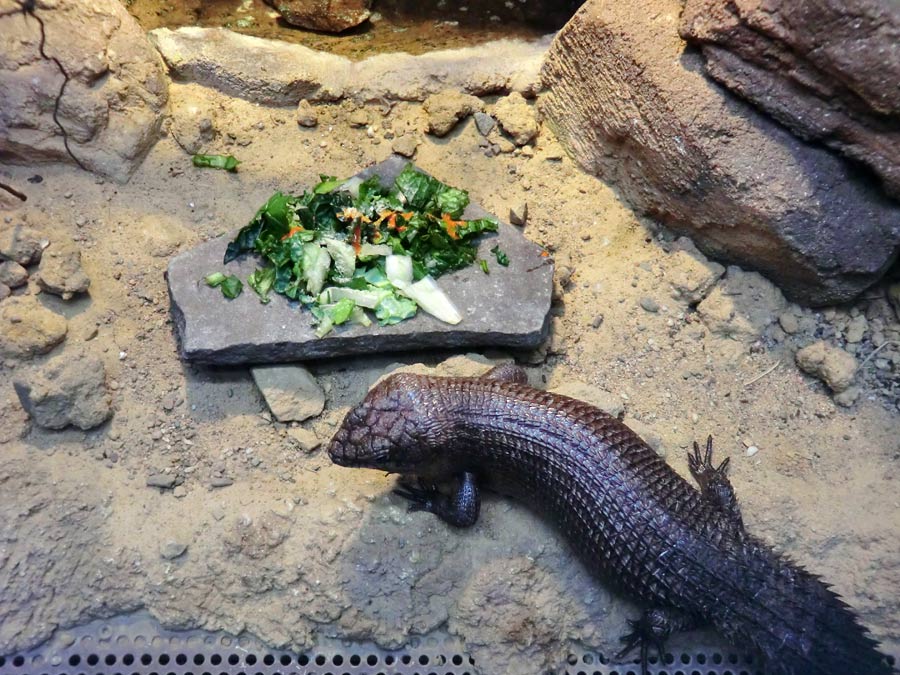 Stachelskink im Zoo Wuppertal im Dezember 2013