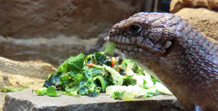 Stachelskink im Zoologischen Garten Wuppertal im Dezember 2013