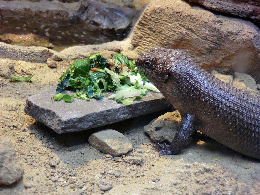 Stachelskink im Wuppertaler Zoo im Dezember 2013