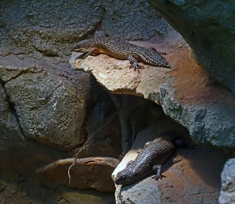 Neue Stachelskinke am 17. Dezember 2016 im Terrarium im Grünen Zoo Wuppertal