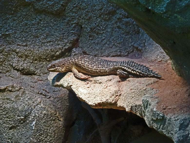 Neuer Stachelskink am 17. Dezember 2016 im Terrarium im Zoologischen Garten der Stadt Wuppertal