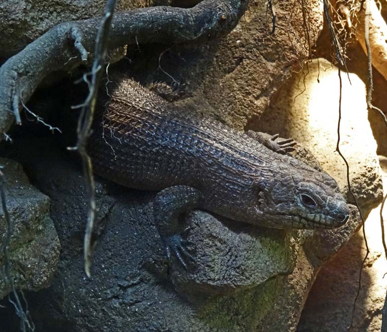 Bisheriger Stachelskink am 17. Dezember 2016 im Gehege im mittleren Bereich des Terrariums im Grünen Zoo Wuppertal