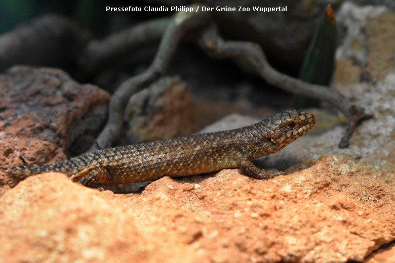 Stachelskink-Jungtier am 1. Juli 2018 im Terrarium im Zoologischen Garten Wuppertal (Pressefoto Claudia Philipp - Der Grüne Zoo Wuppertal)