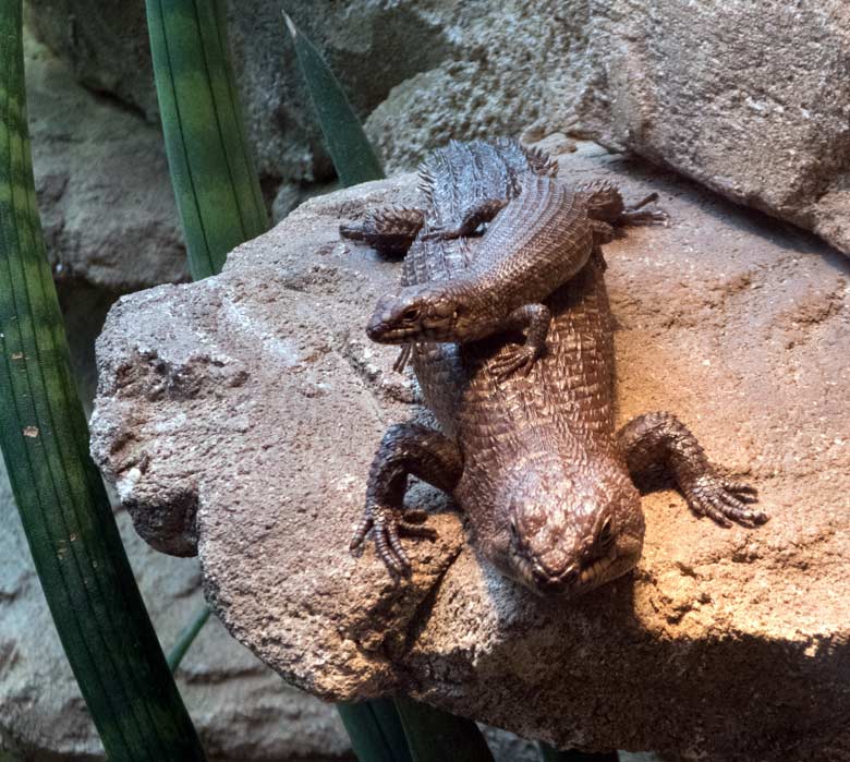 Stachelskink mit Jungtier am 8. Juli 2018 im Terrarium im Grünen Zoo Wuppertal