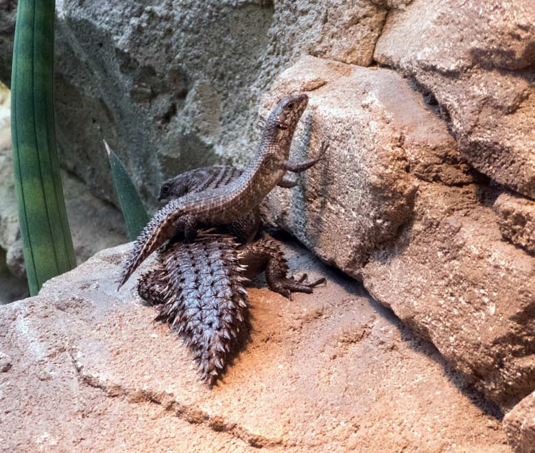 Stachelskink mit Jungtier am 8. Juli 2018 im Terrarium im Zoo Wuppertal