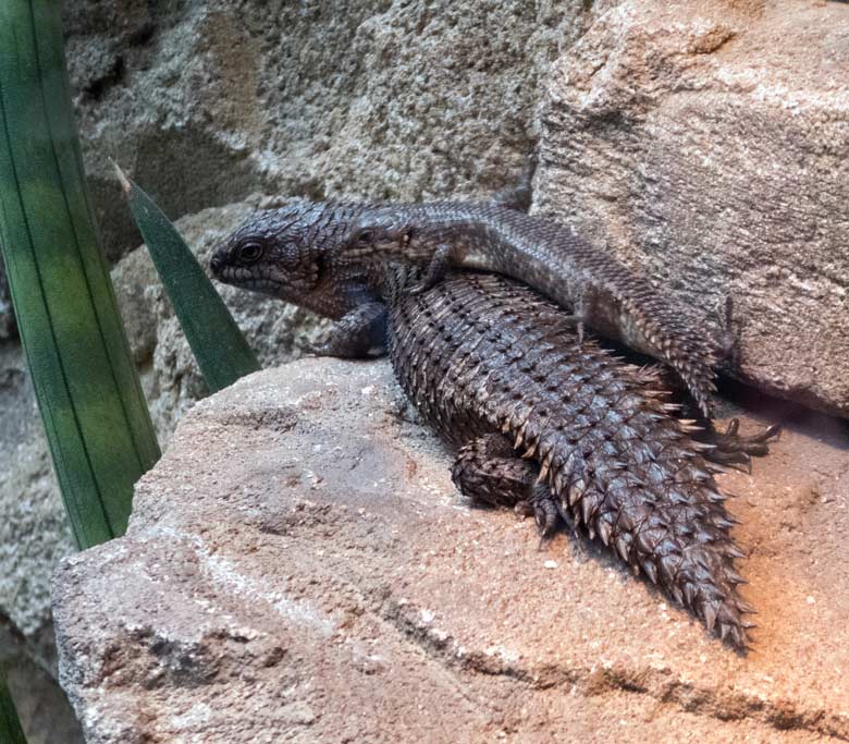 Stachelskink mit Jungtier am 8. Juli 2018 im Terrarium im Wuppertaler Zoo