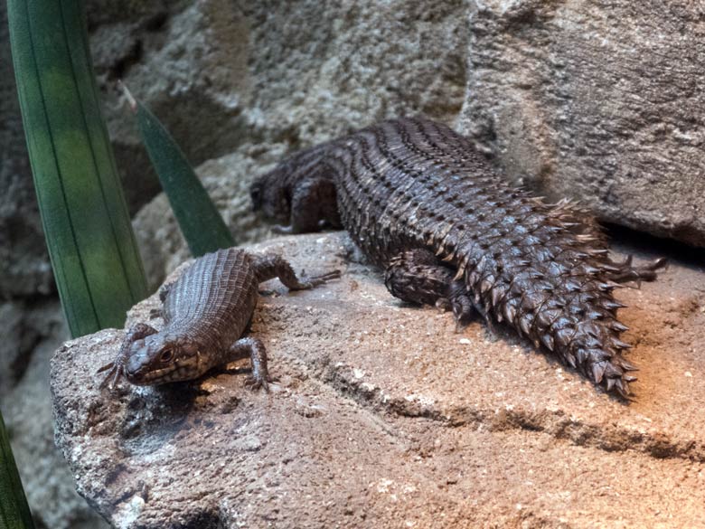 Stachelskink mit Jungtier am 8. Juli 2018 im Terrarium im Zoologischen Garten Wuppertal