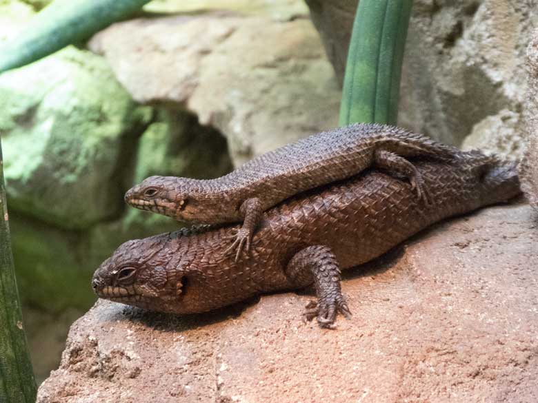 Stachelskink mit Jungtier am 3. August 2018 im Terrarium im Grünen Zoo Wuppertal