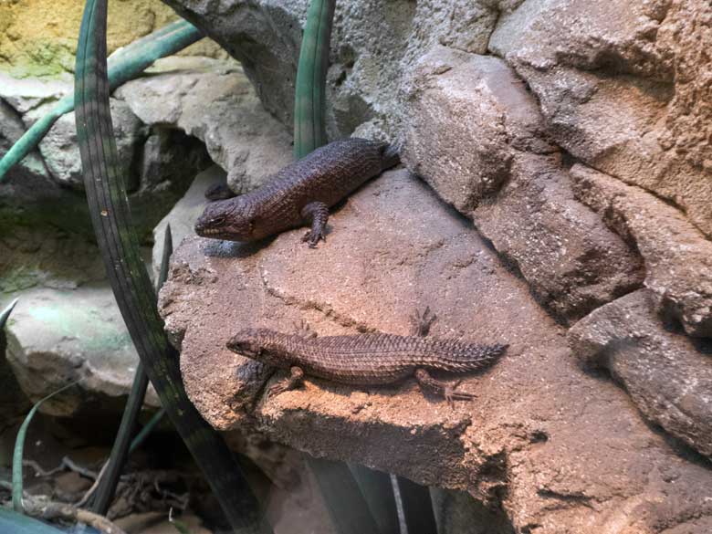 Stachelskink und Jungtier am 3. August 2018 im Terrarium im Wuppertaler Zoo