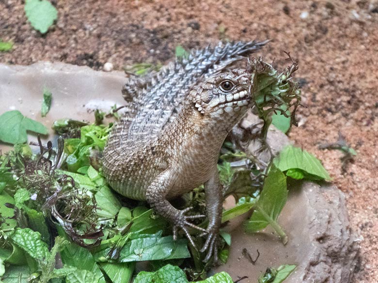 Stachelskink-Jungtier am 29. September 2019 im Terrarium im Zoologischen Garten der Stadt Wuppertal