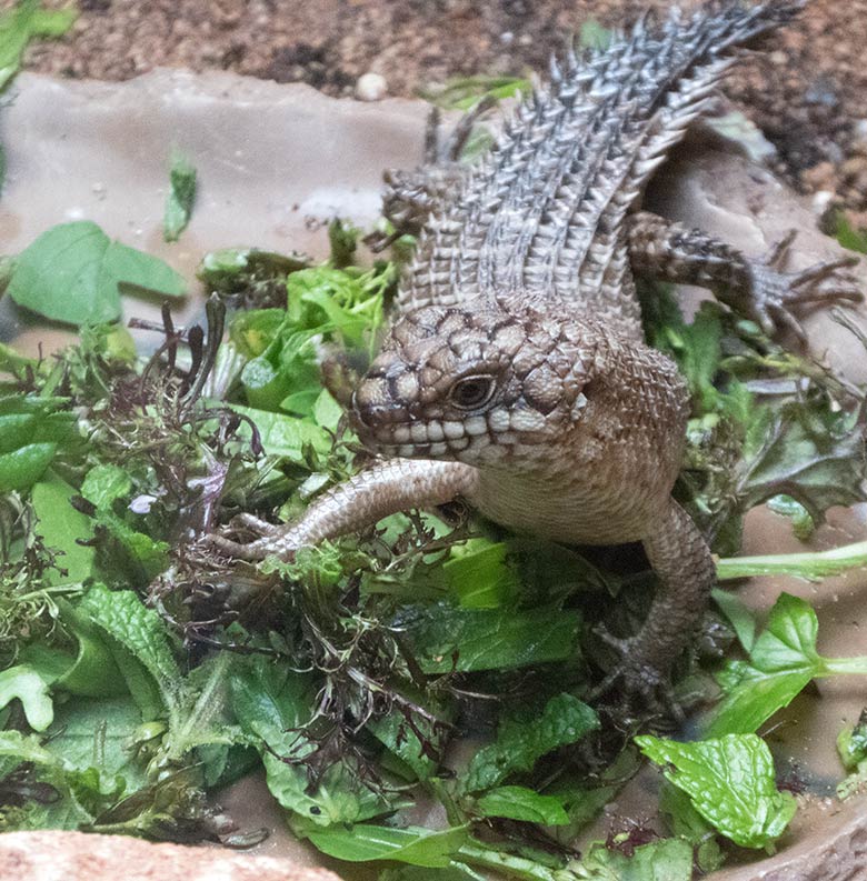 Stachelskink-Jungtier am 29. September 2019 im Terrarium im Zoo Wuppertal