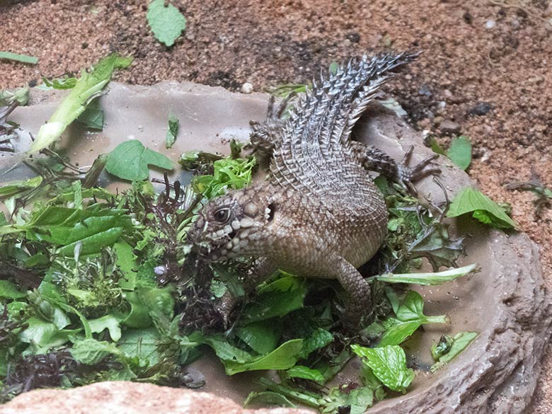 Stachelskink-Jungtier am 29. September 2019 im Terrarium im Wuppertaler Zoo