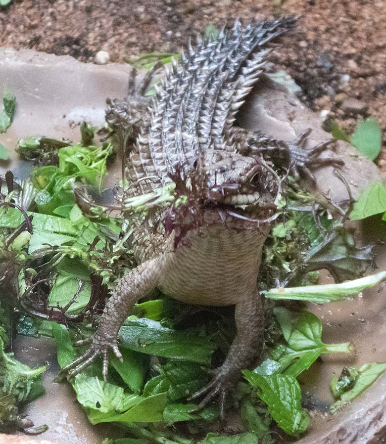 Stachelskink-Jungtier am 29. September 2019 im Terrarium im Grünen Zoo Wuppertal