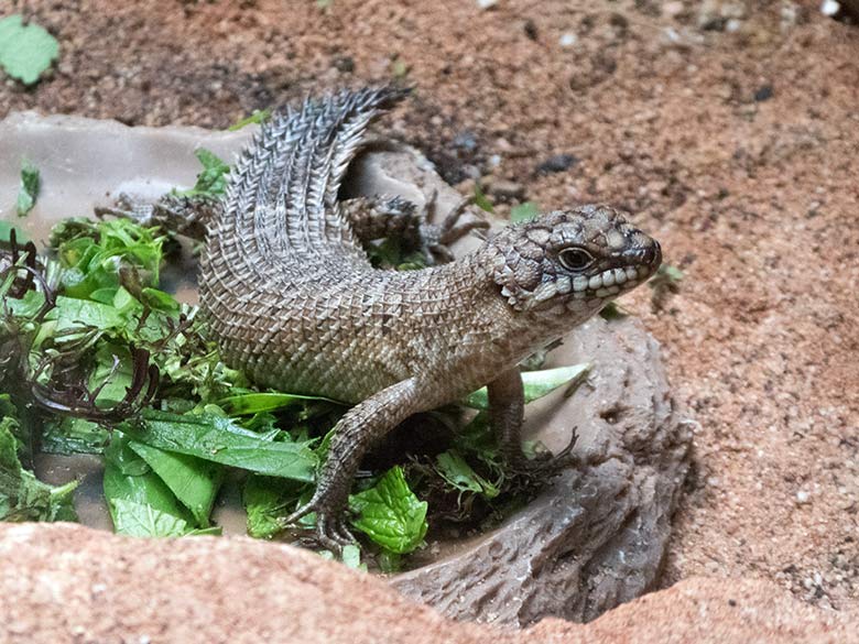 Stachelskink-Jungtier am 29. September 2019 im Terrarium im Zoologischen Garten Wuppertal