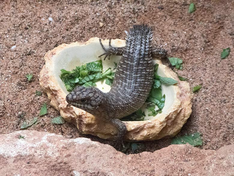 Stachelskink-Jungtier am 5. Oktober 2019 im Terrarium im Grünen Zoo Wuppertal