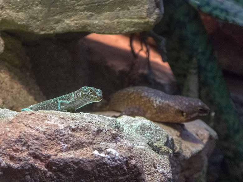 Stachelskink-Jungtier und adulter Stachelskink am 24. November 2019 im Terrarium im Zoologischen Garten​ der Stadt Wuppertal