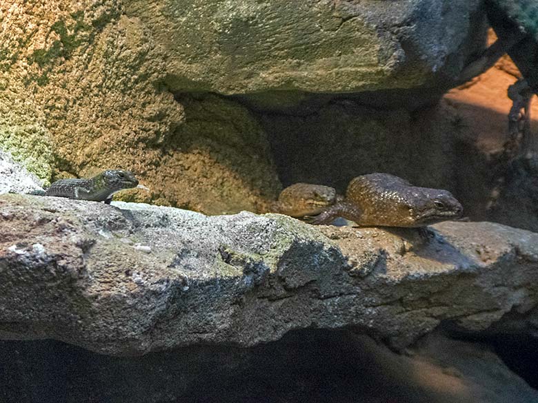 Stachelskink-Jungtier mit älterem Stachelskink-Jungtier und adultem Stachelskink am 24. November 2019 im Terrarium im Wuppertaler Zoo