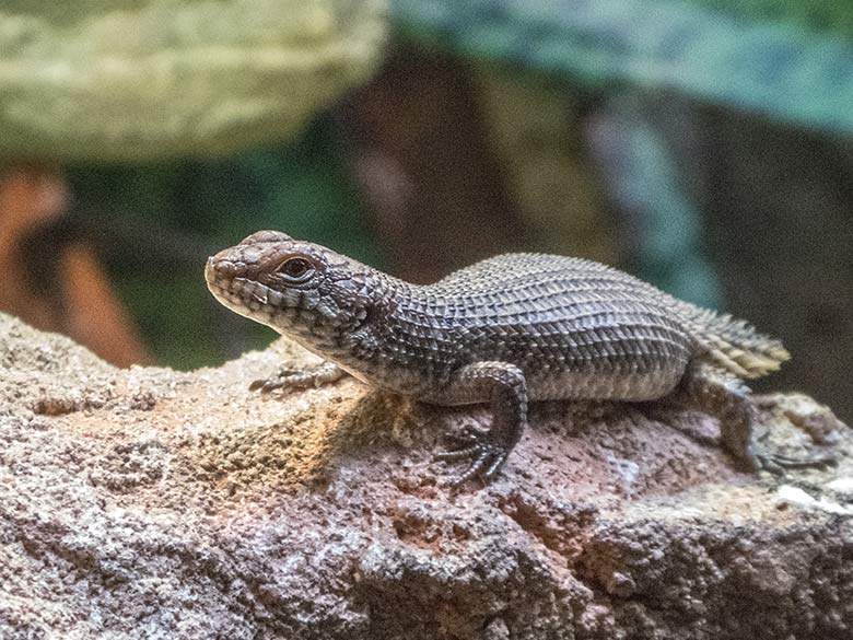 Stachelskink-Jungtier am 27. November 2019 im Terrarium im Grünen Zoo Wuppertal