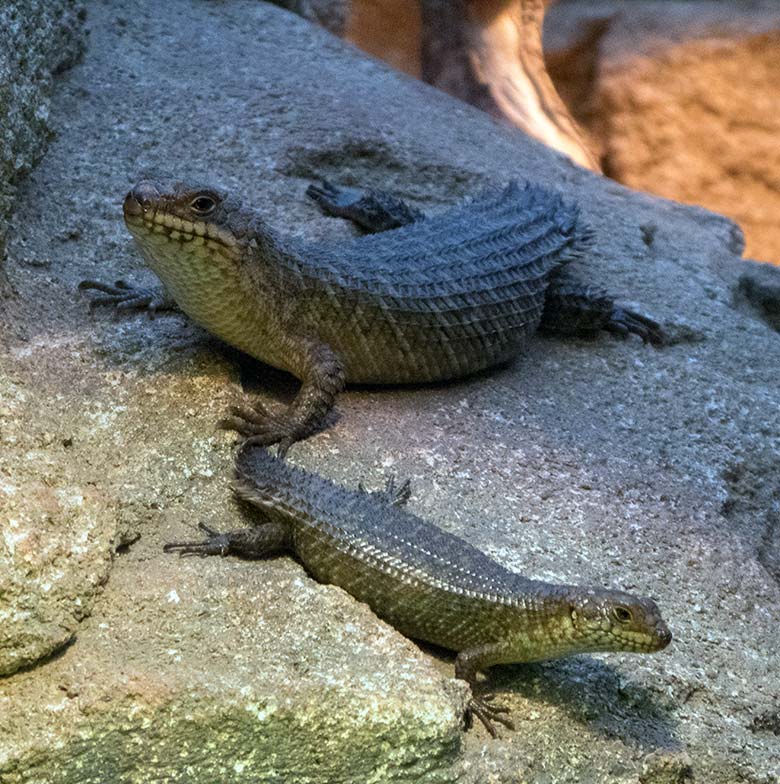 Stachelskink-Jungtier mit älterem Stachelskink-Jungtier am 30. November 2019 im Terrarium im Zoologischen Garten Wuppertal