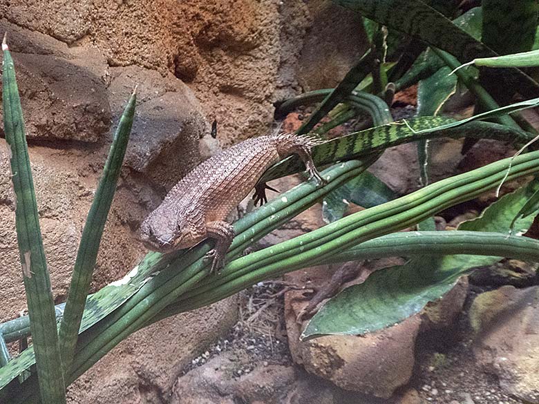 Adulter Stachelskink am 30. November 2019 im Terrarium im Wuppertaler Zoo