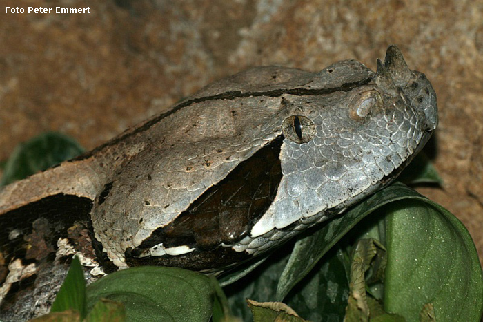 Gabunviper im Wuppertaler Zoo im Oktober 2007 (Foto Peter Emmert)