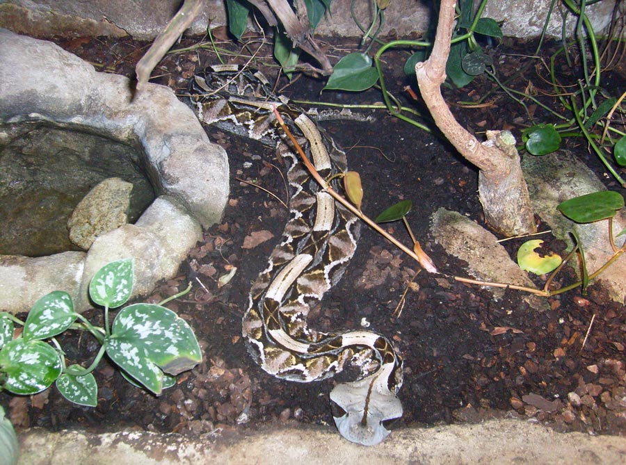 Gabunviper im Zoologischen Garten Wuppertal im Mai 2010