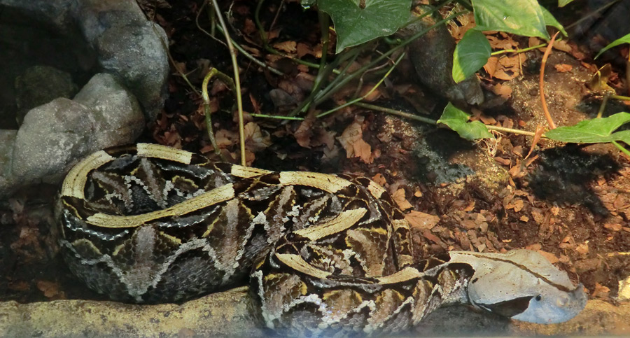 Gabunviper im Zoo Wuppertal im Februar 2012