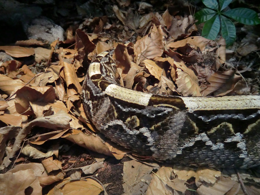 Gabunviper im Zoologischen Garten Wuppertal im Mai 2012