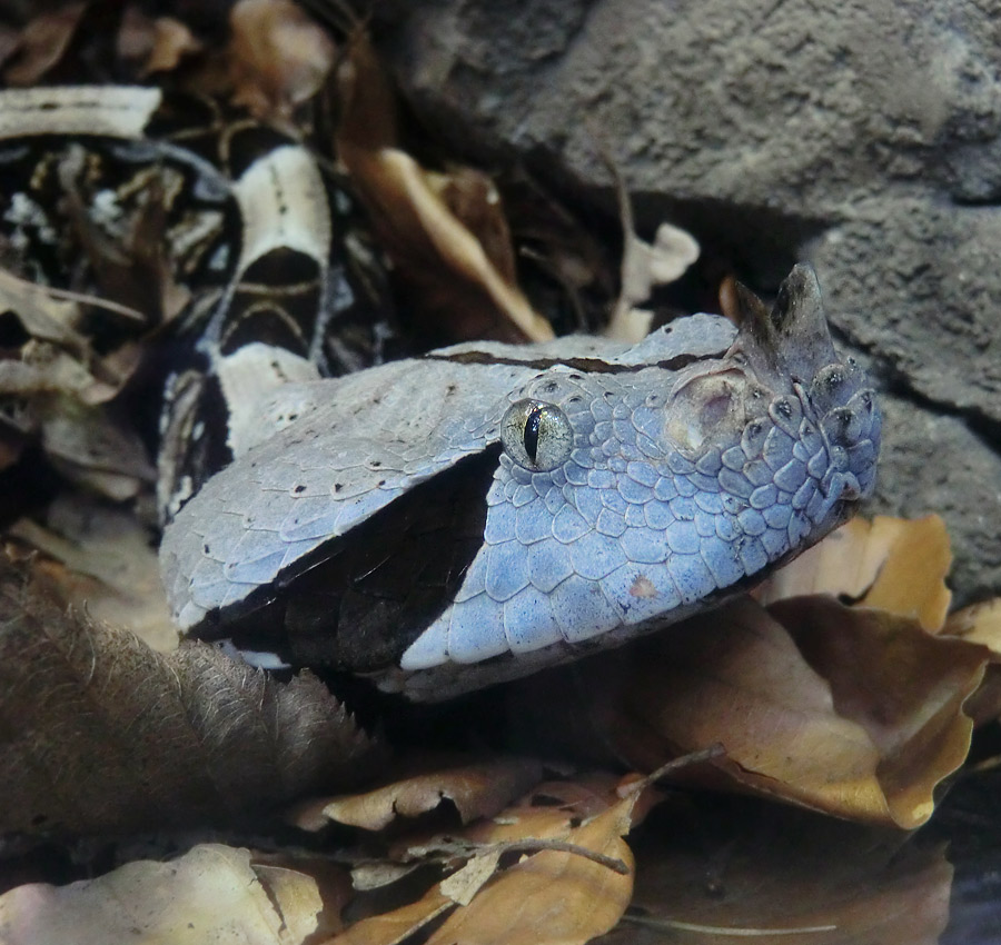 Gabunviper im Wuppertaler Zoo im Mai 2012