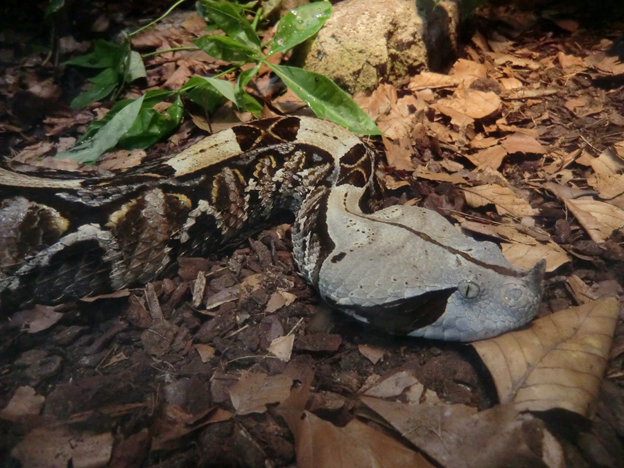 Gabunviper im Zoologischen Garten Wuppertal im August 2012