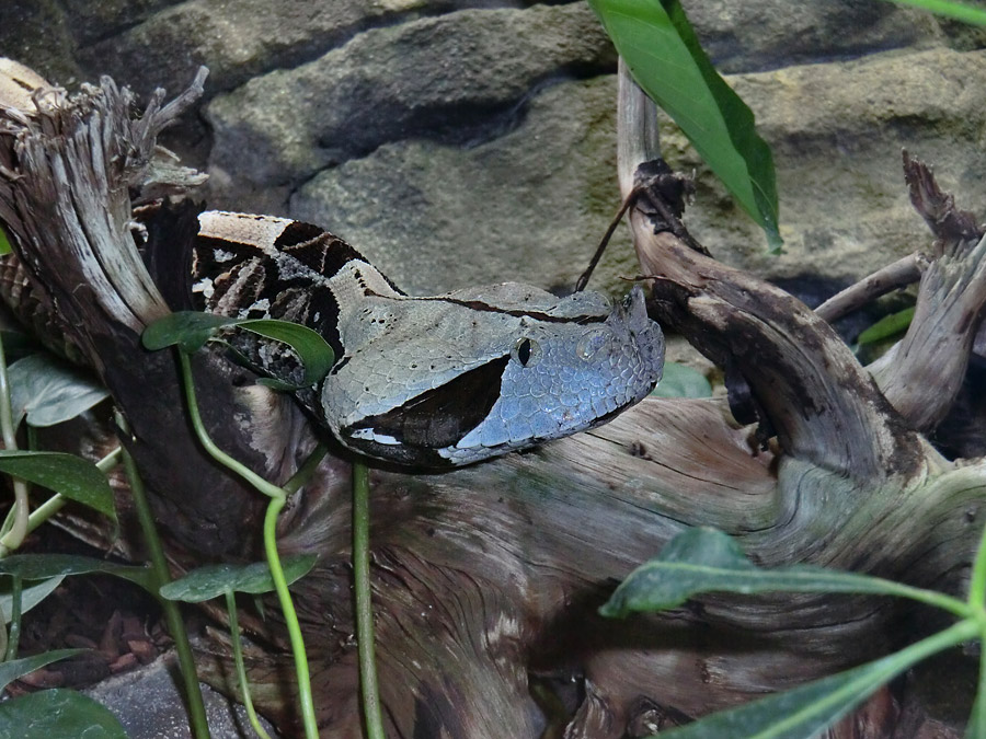 Gabunviper im Zoo Wuppertal im August 2012