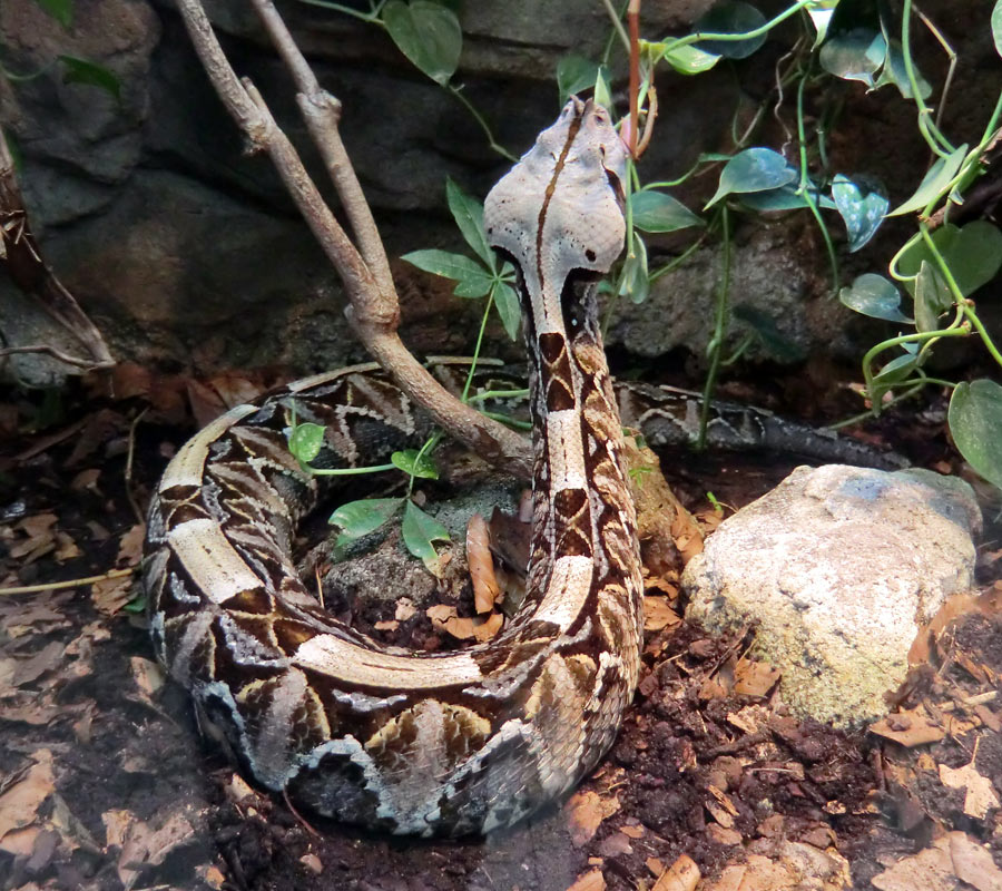 Gabunviper im Zoologischen Garten Wuppertal im September 2012