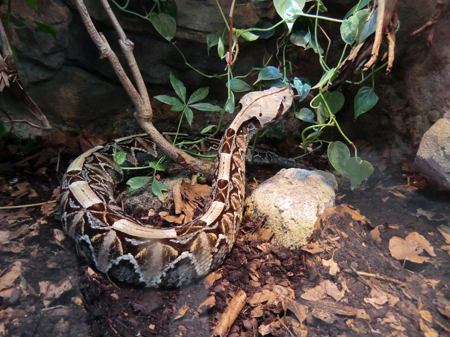 Gabunviper im Wuppertaler Zoo im September 2012