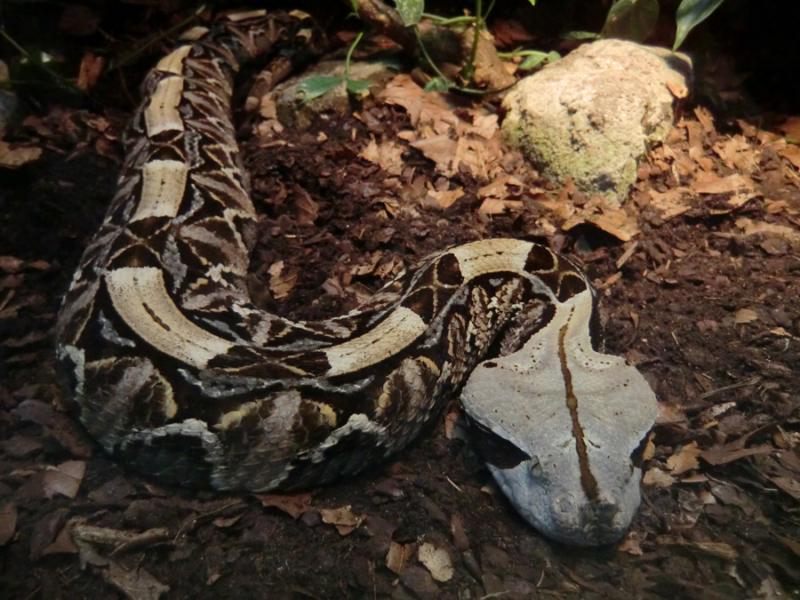 Gabunviper im Zoologischen Garten Wuppertal im September 2012