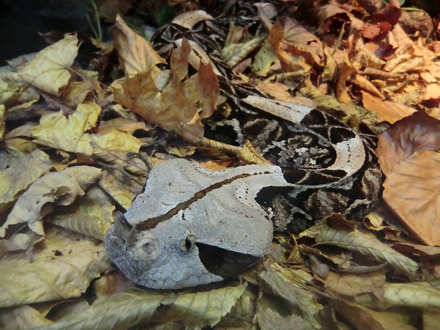 Gabunviper im Zoologischen Garten Wuppertal im November 2012